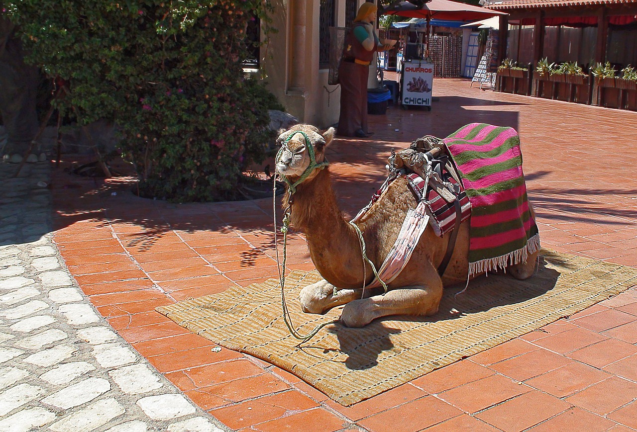 camel clothing derka free photo