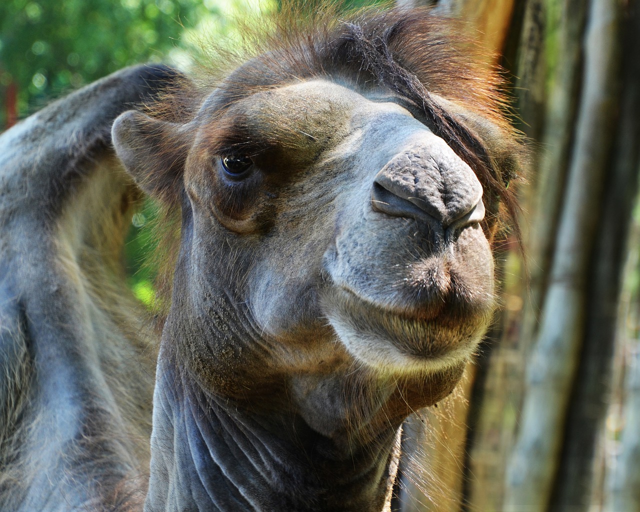 Download free photo of Camel, portrait, bump, hunchback, handsome - from  
