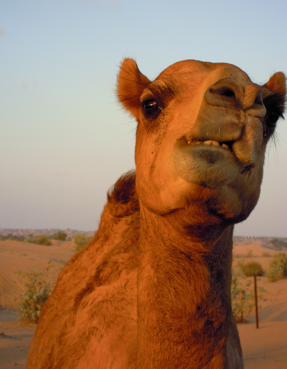 camel animal dubai free photo