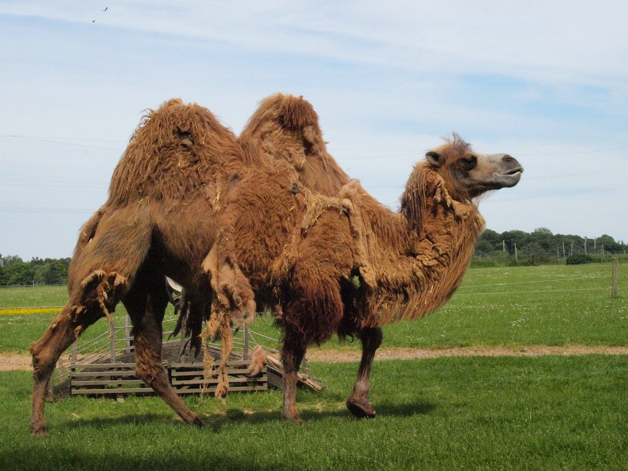 camel shedding summer coat free photo