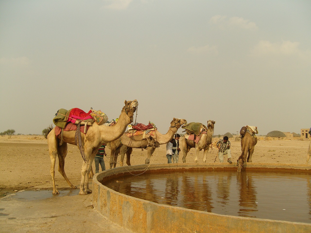 camel india kuri free photo