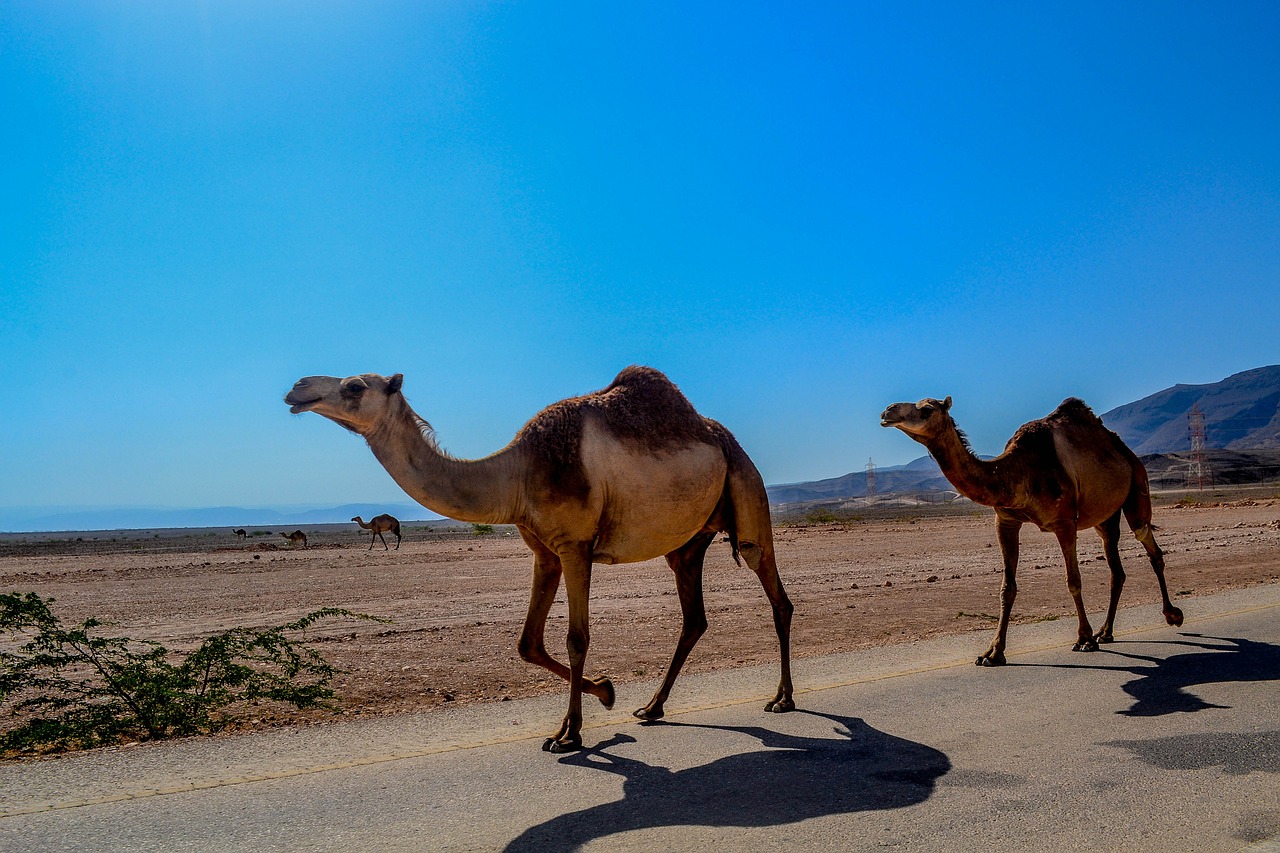 camel animal salalah free photo