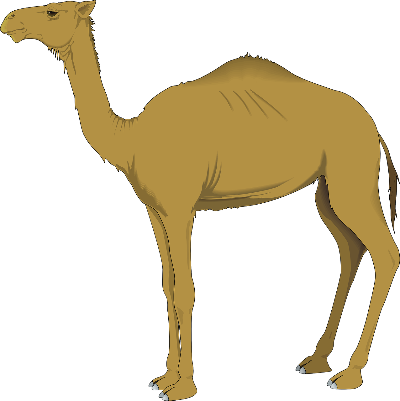 camel hump desert free photo
