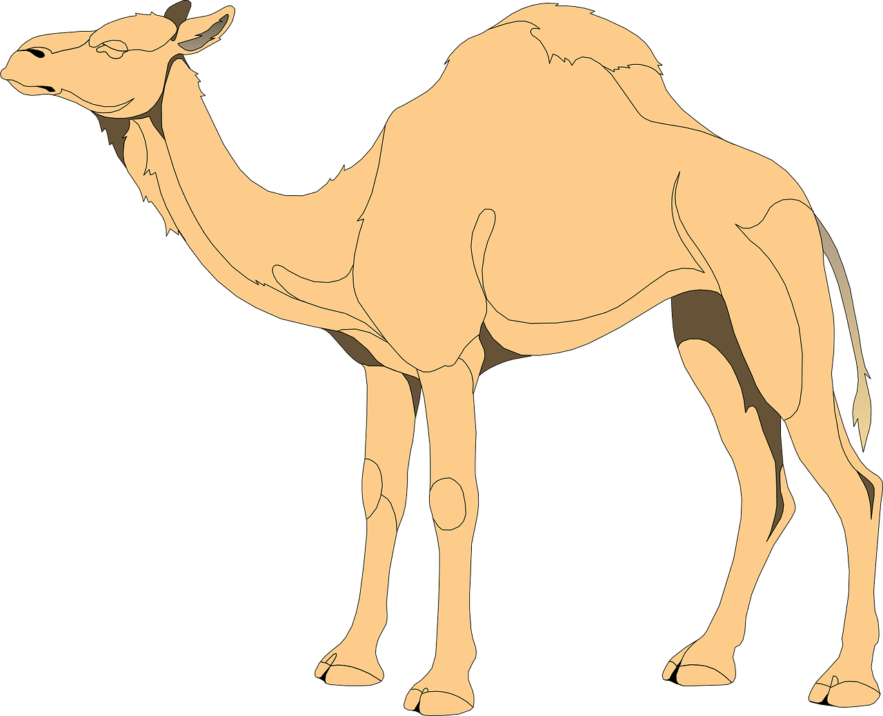 Camel,hump,desert,animal,nature - free image from needpix.com