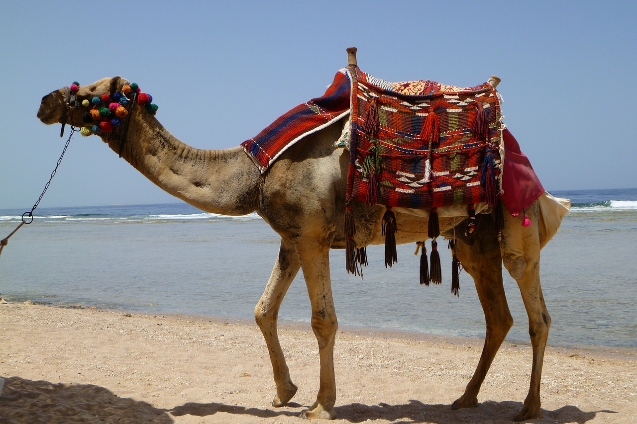 camel animal desert free photo