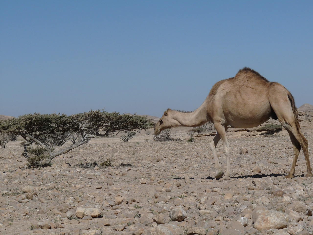 camel oman arabia free photo