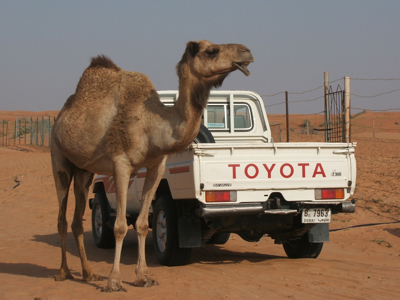 camel toyota desert free photo
