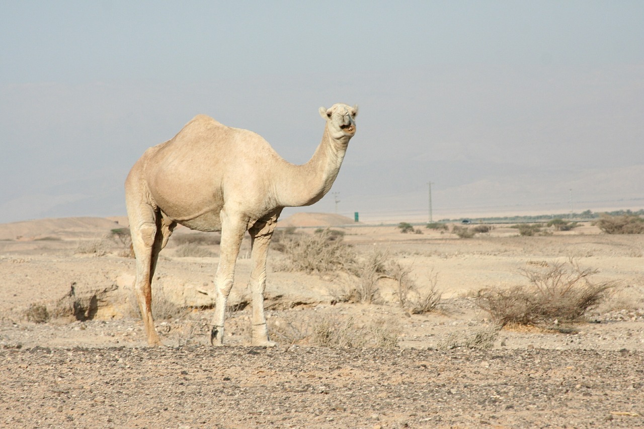 camel dromedary one hump free photo