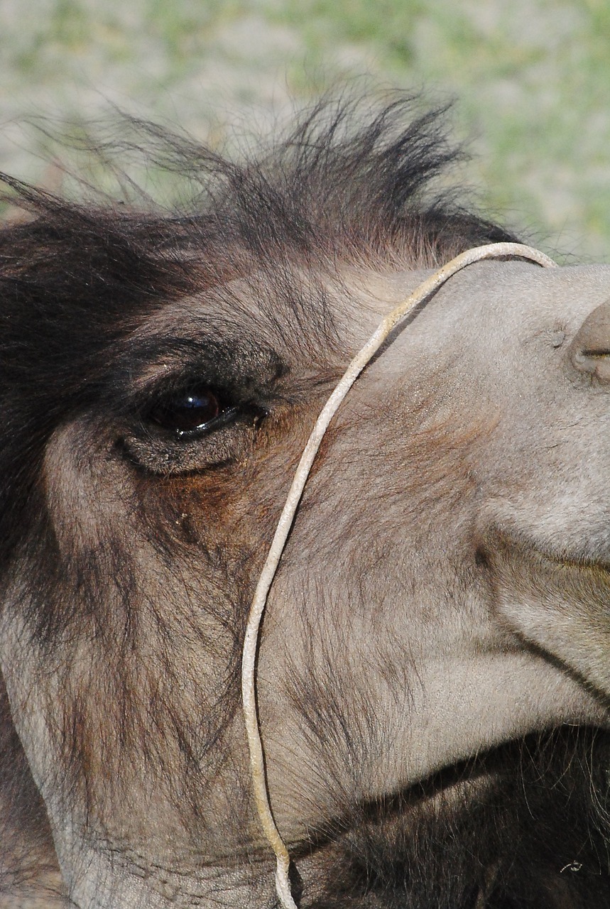 camel close shot animal free photo