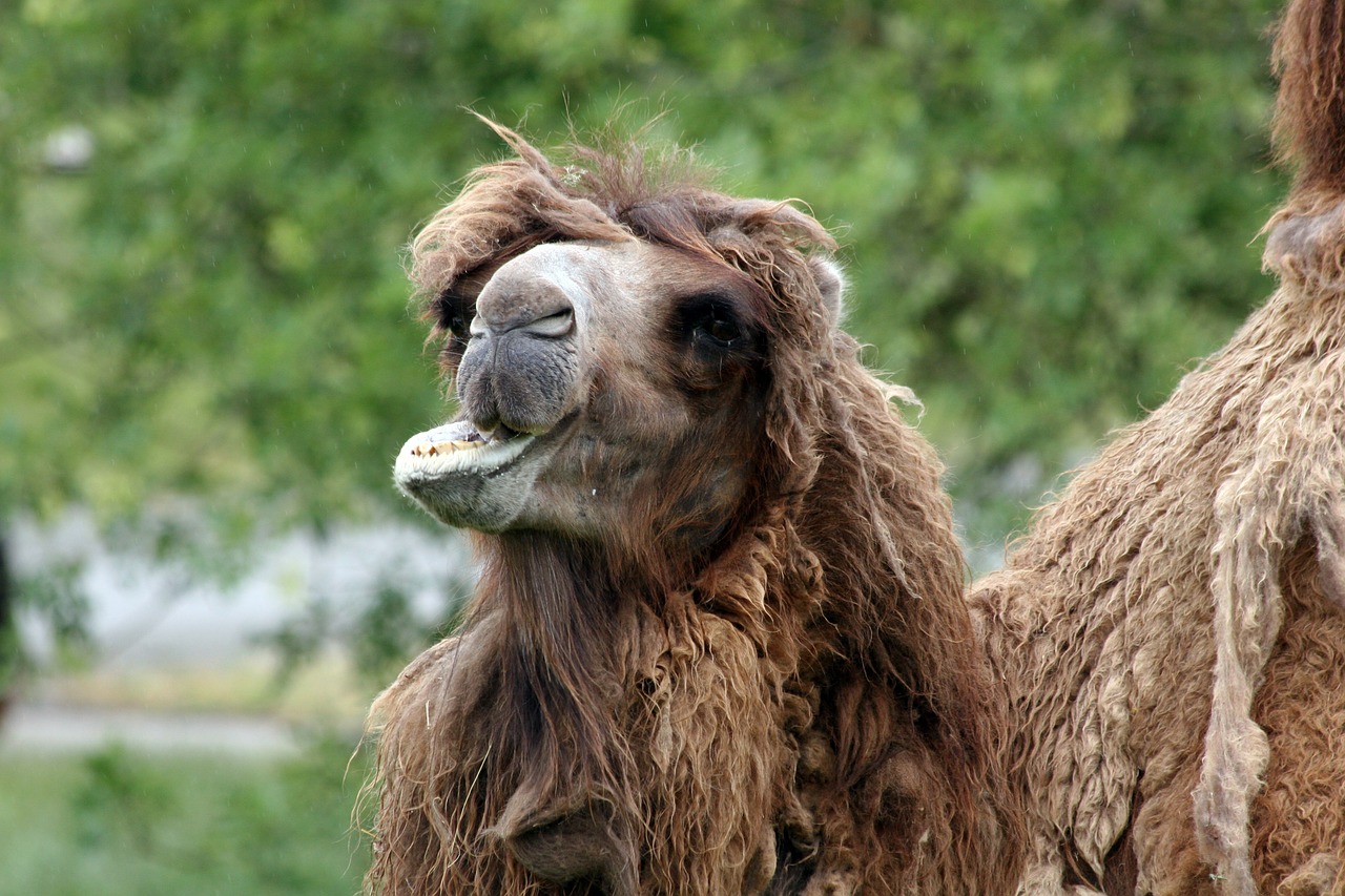 camel wildlife animal free photo