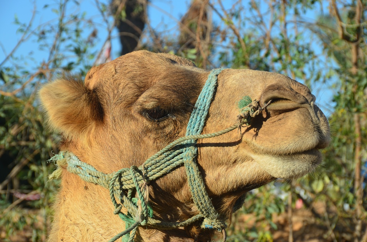 camel desert ship dromedary free photo