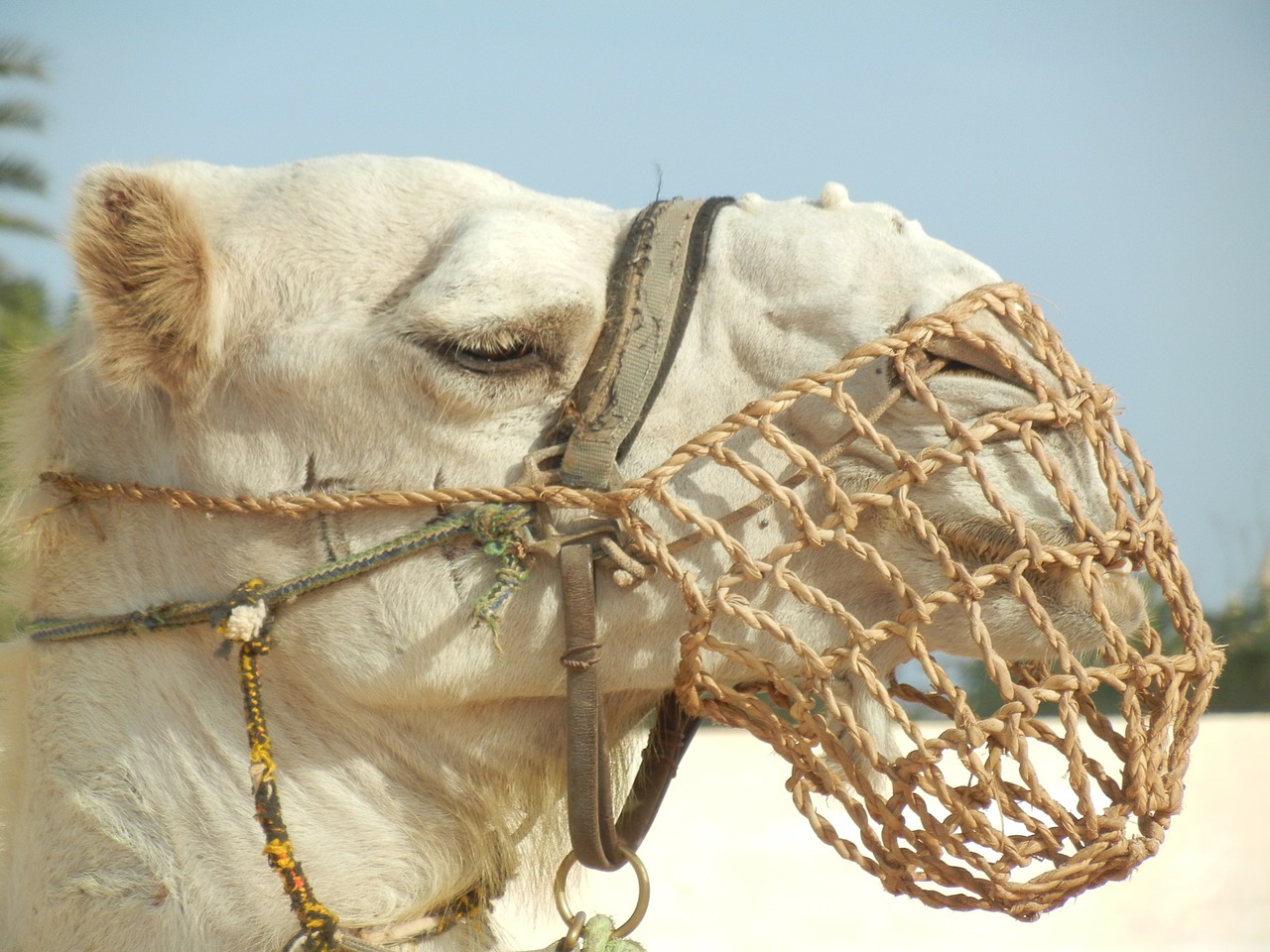 camel dromedary desert free photo