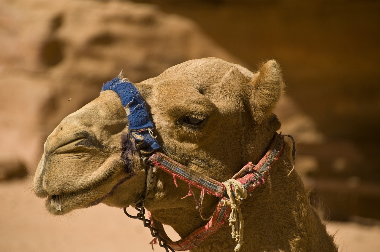 camel desert jordan free photo