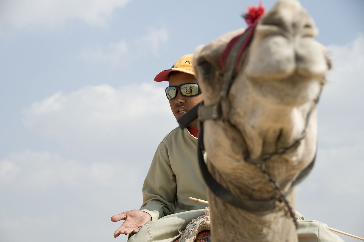 camel egypt africa free photo