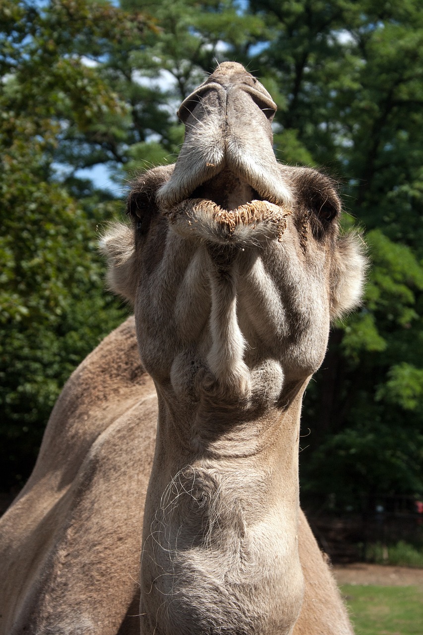 camel head muzzle animal free photo