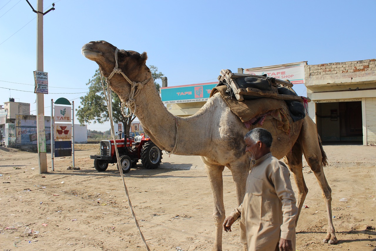 camel man rajasthan free photo