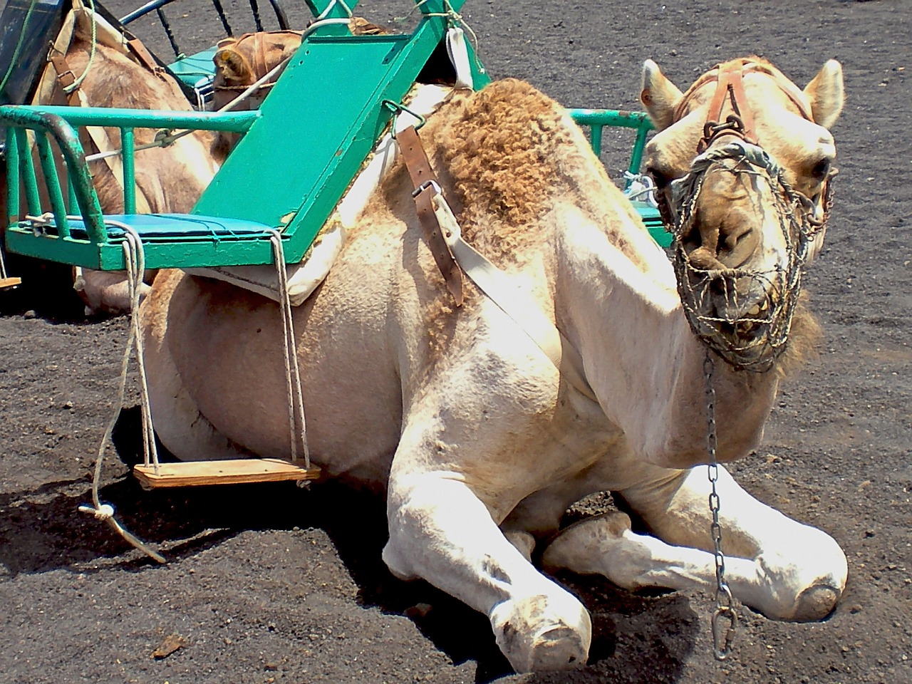 camel animals dromedary free photo