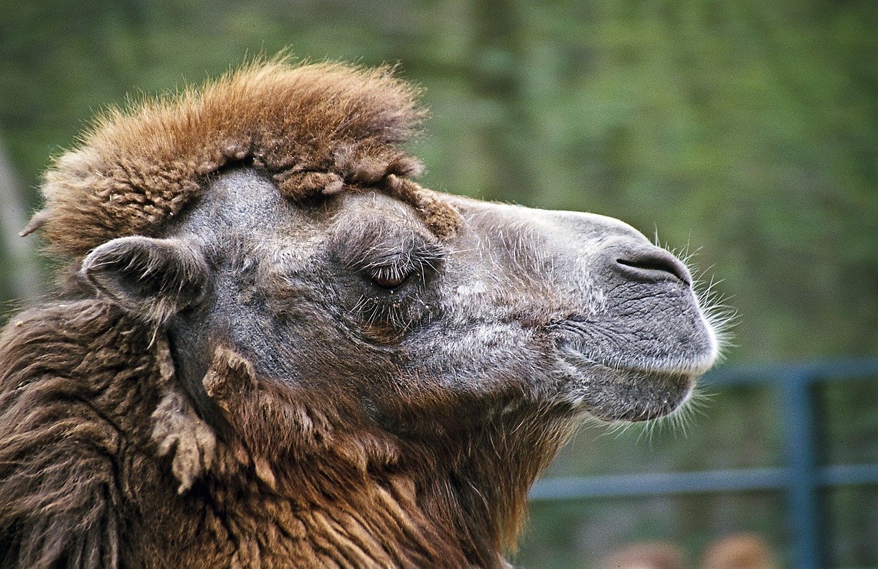 camel dromedary head free photo
