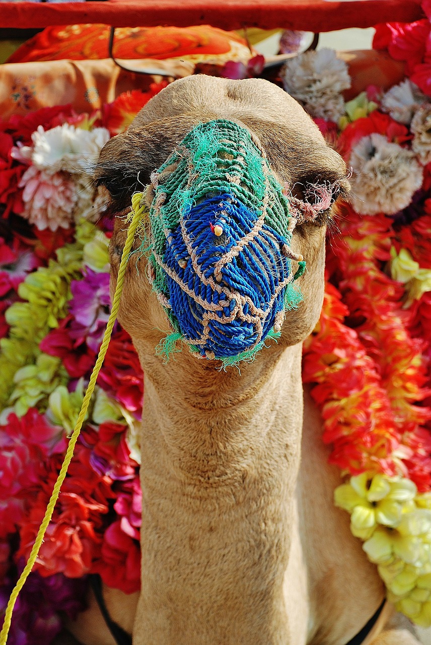 camel animal face free photo