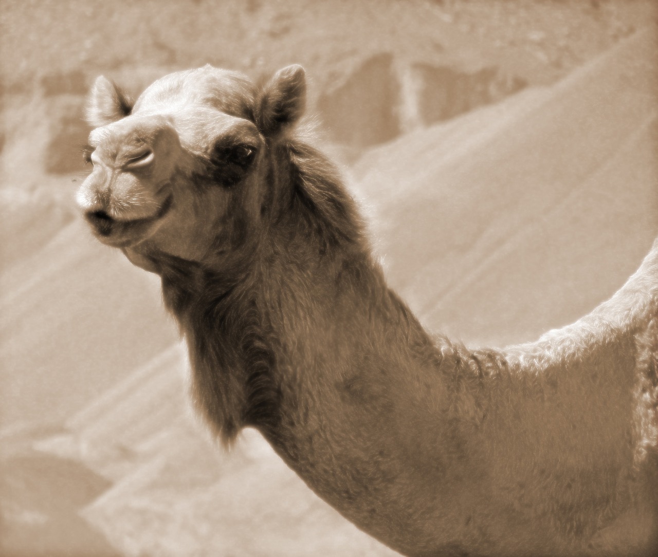 camel desert travel free photo