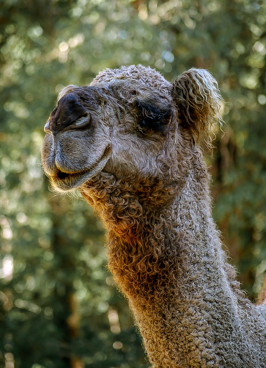 camel head neck free photo