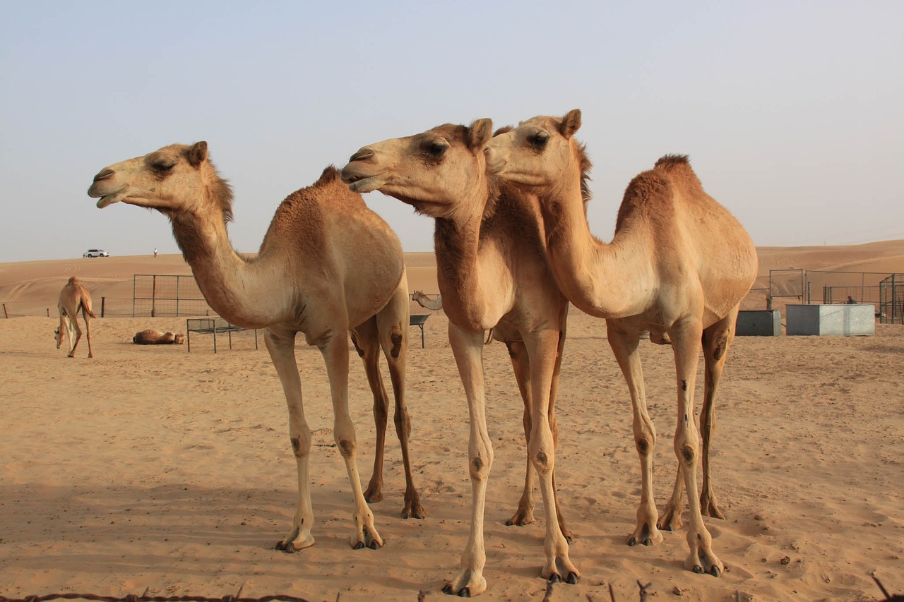 camel desert dubai free photo
