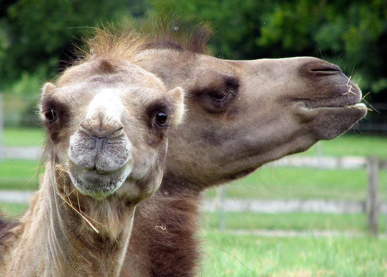camel face animal free photo
