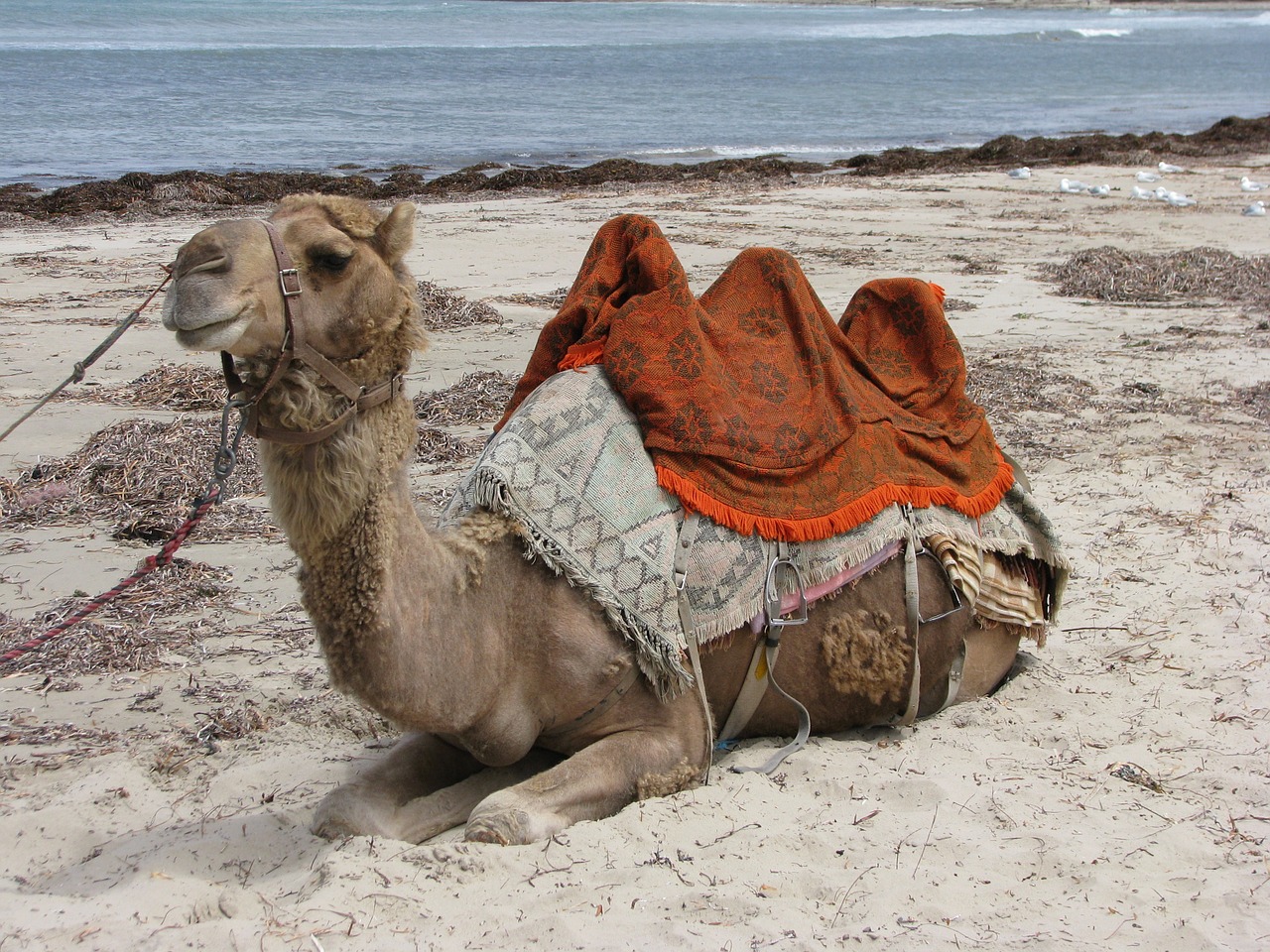 camel beach australia free photo