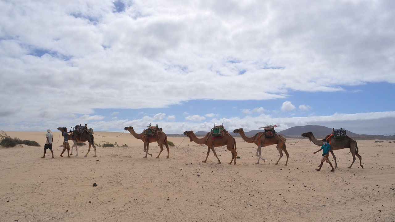 camel desert dromedary free photo