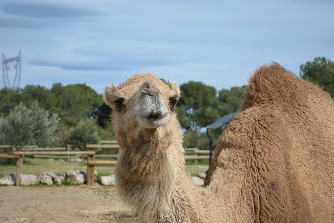 camel animals zoo free photo