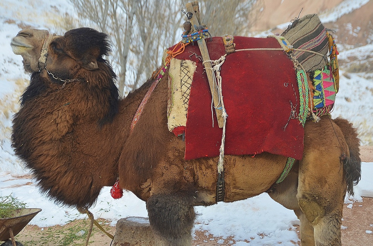 camel animal mammal free photo