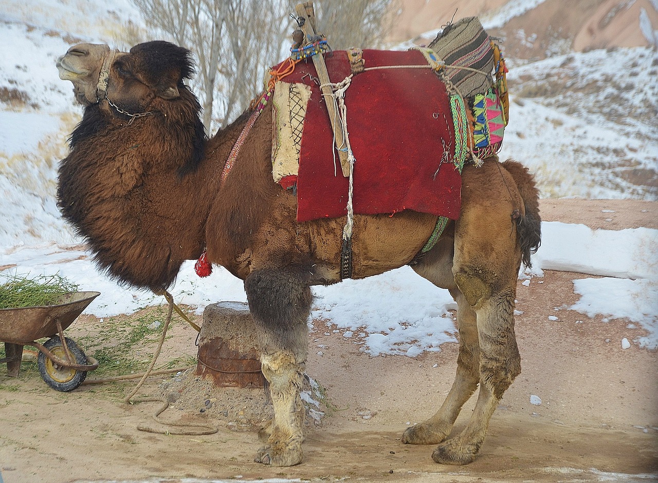 camel animal mammal free photo