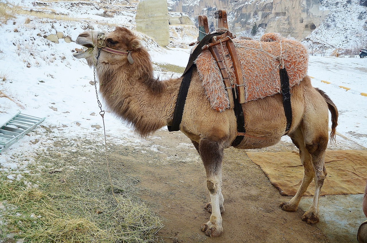 camel animal mammal free photo