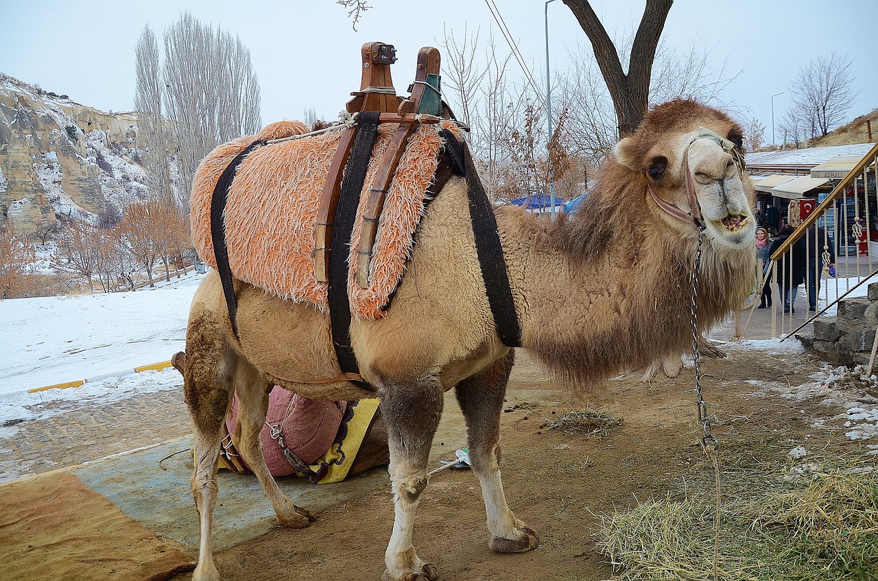 camel animal mammal free photo