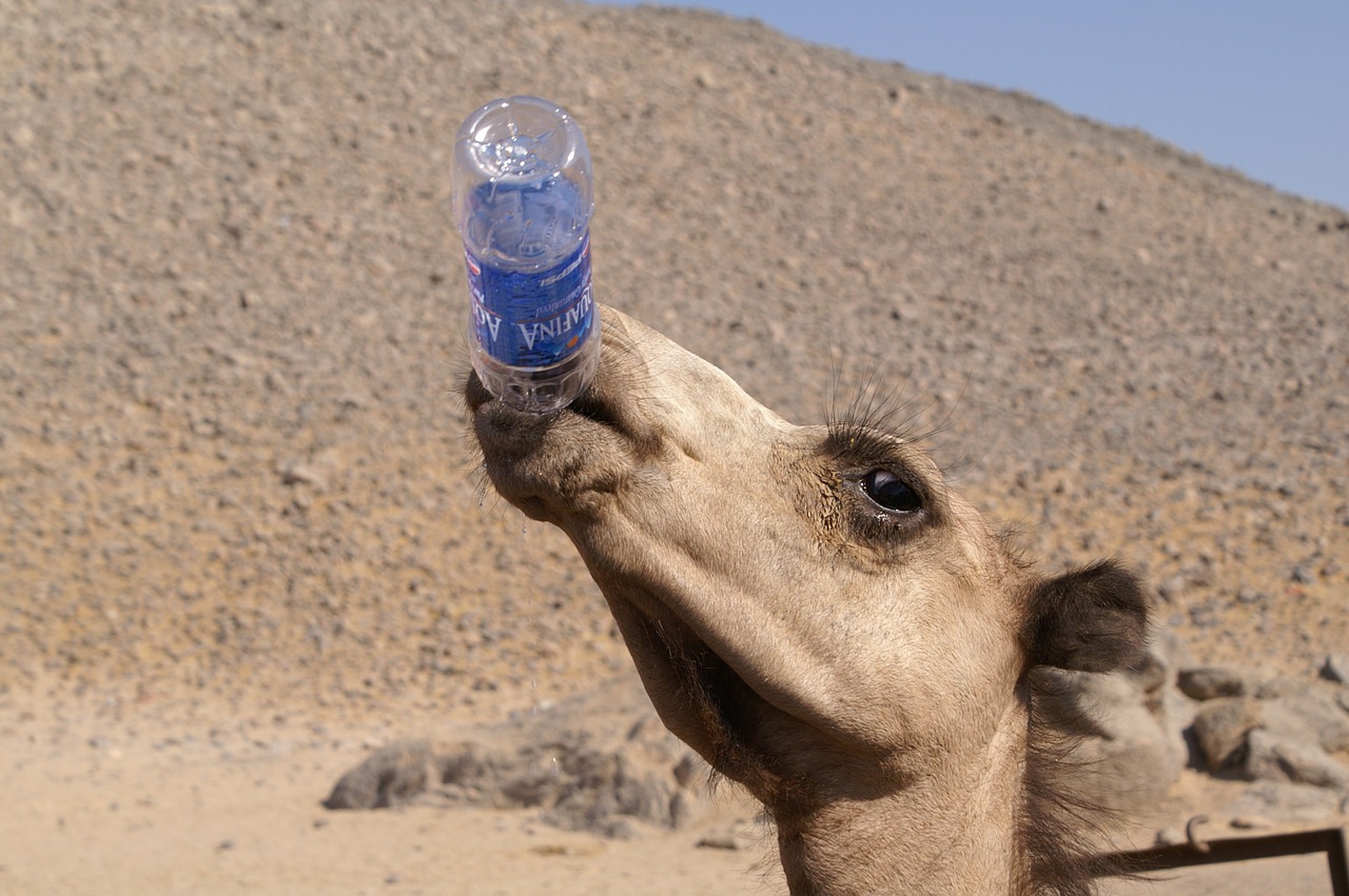 camel animals desert free photo