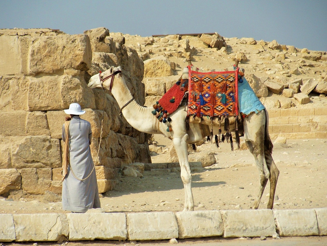 camel desert egypt free photo