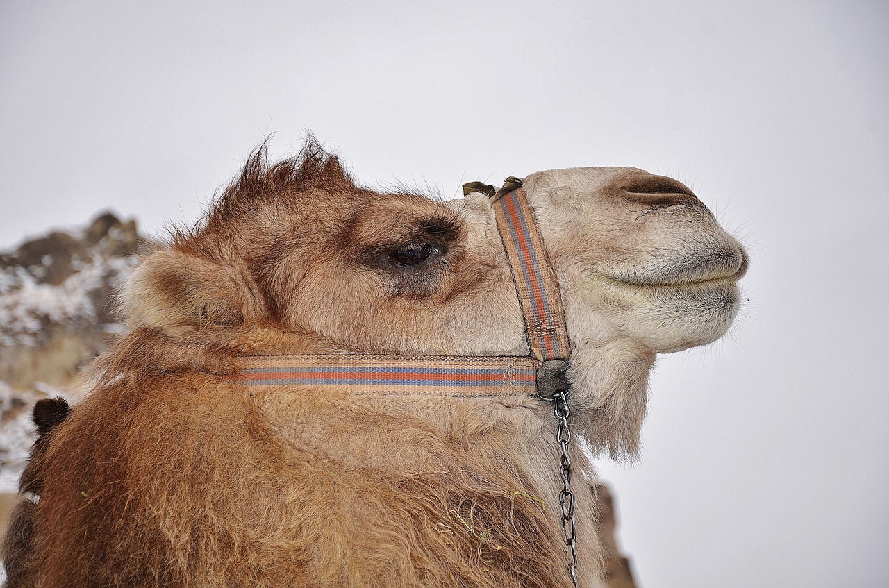 camel animal mammal free photo