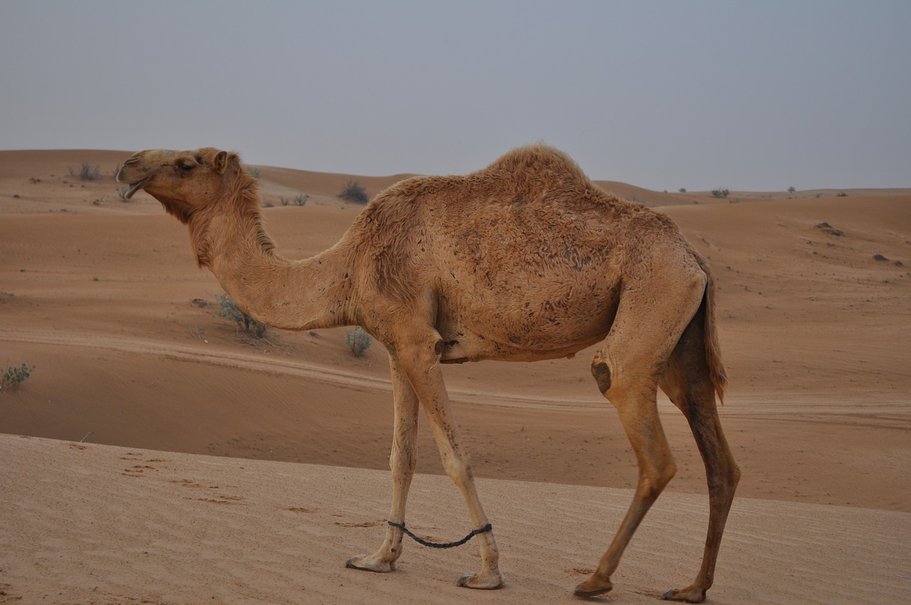 camel desert emirates free photo