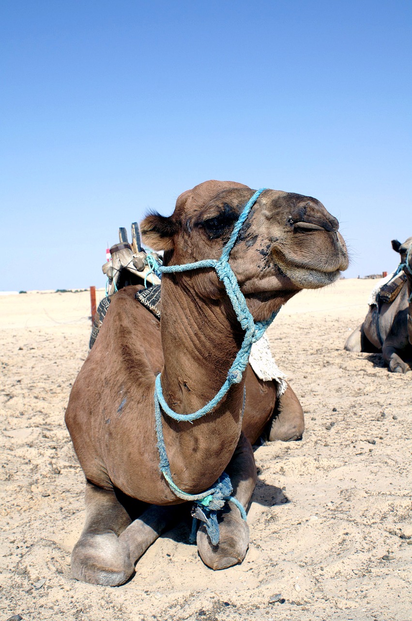 camel animal closeup free photo