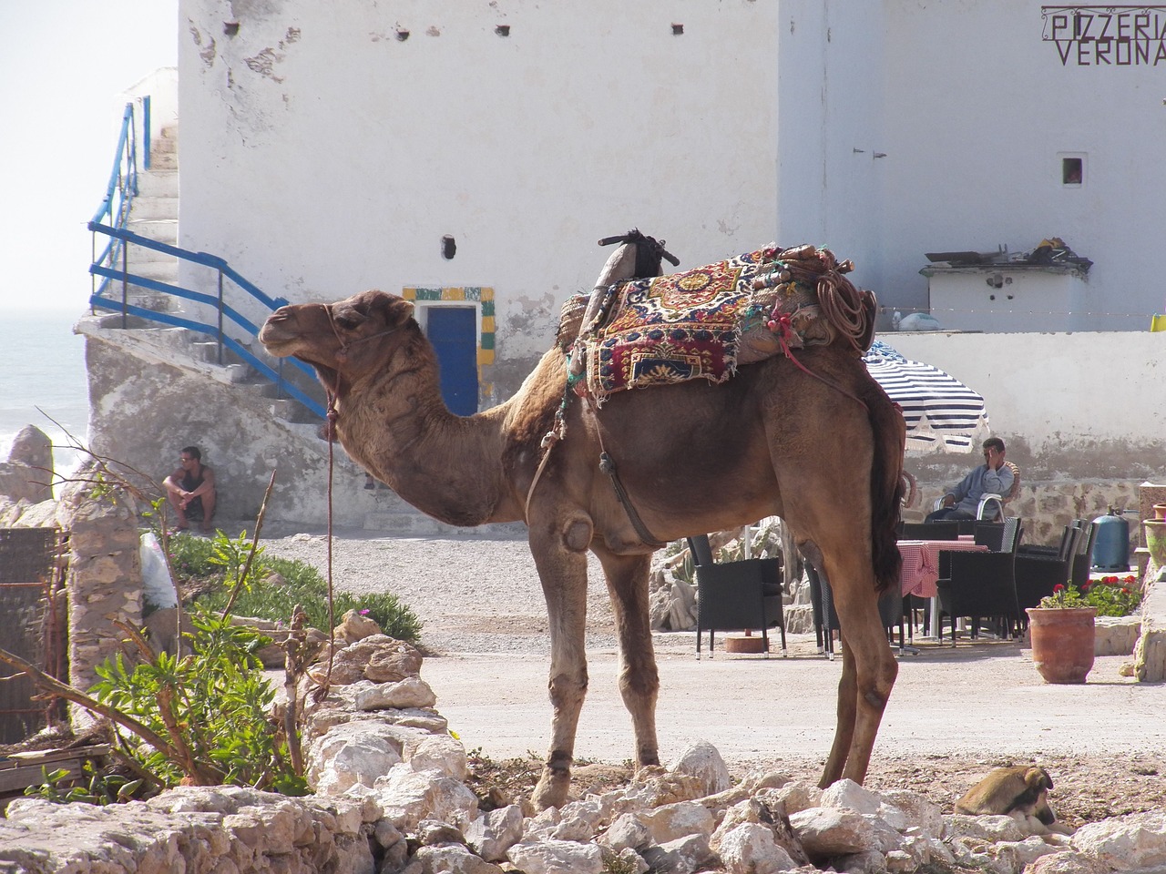 camel arabic sahara free photo