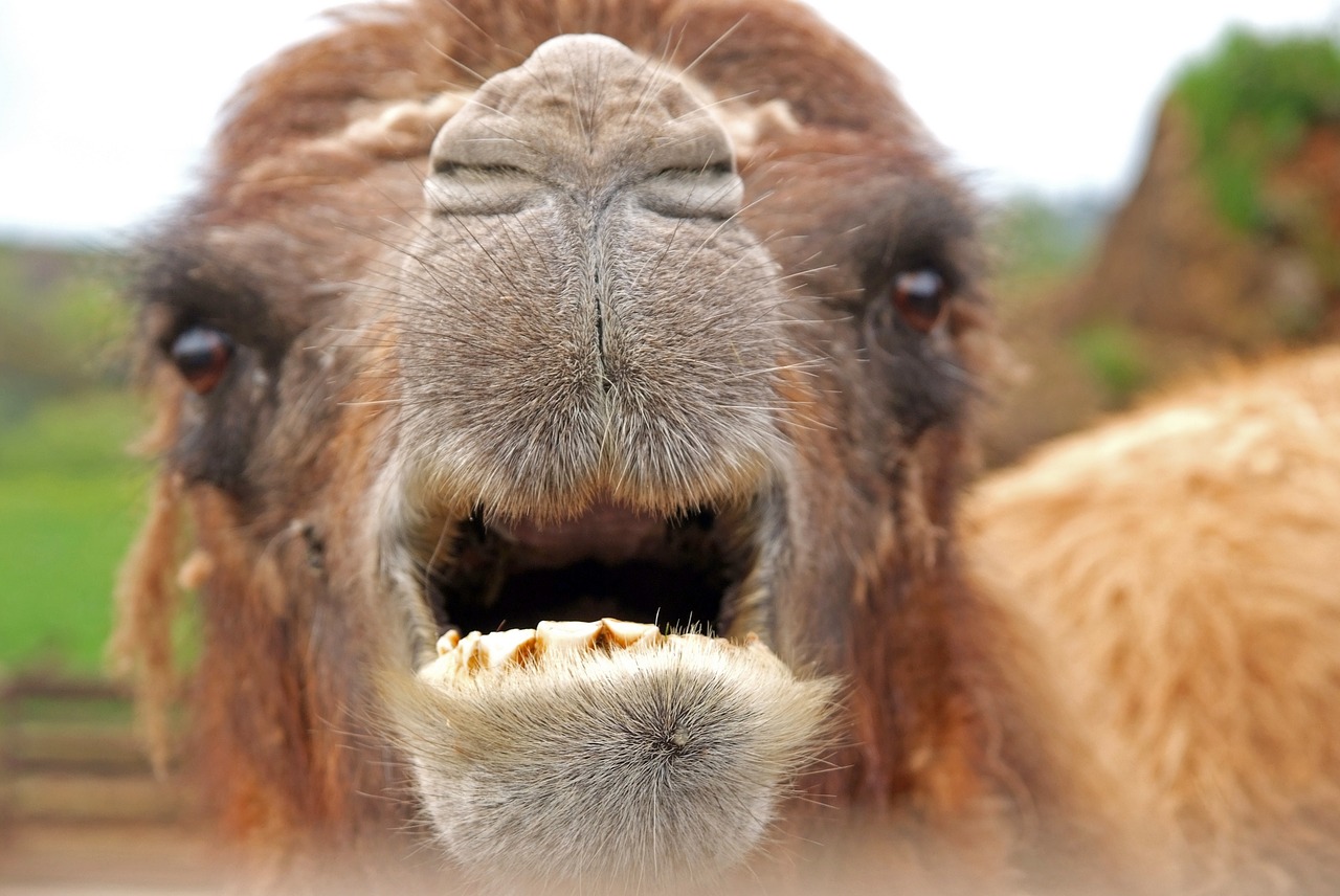 camel animal mammal free photo