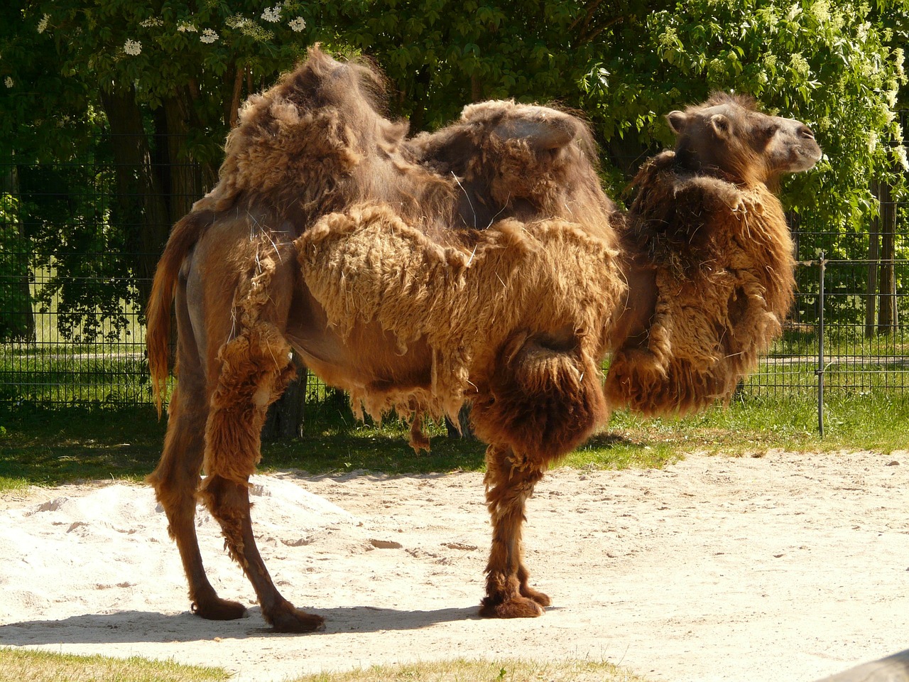 camel zweihoeckriges mammal free photo