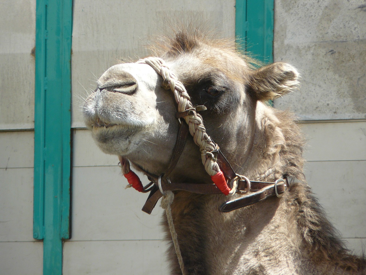 camel animal head free photo