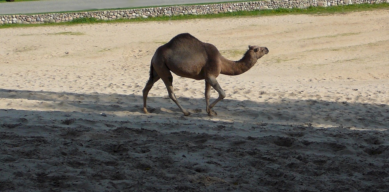 camel dromedary one hump free photo