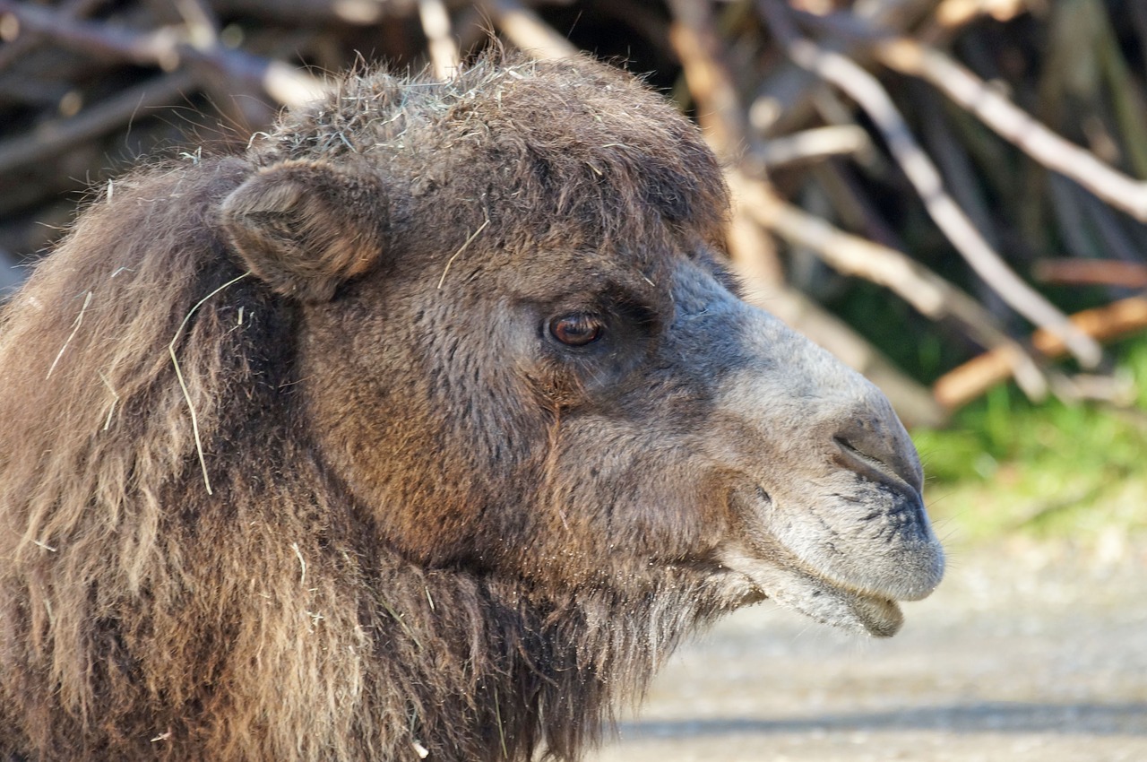 camel relaxed portrait free photo