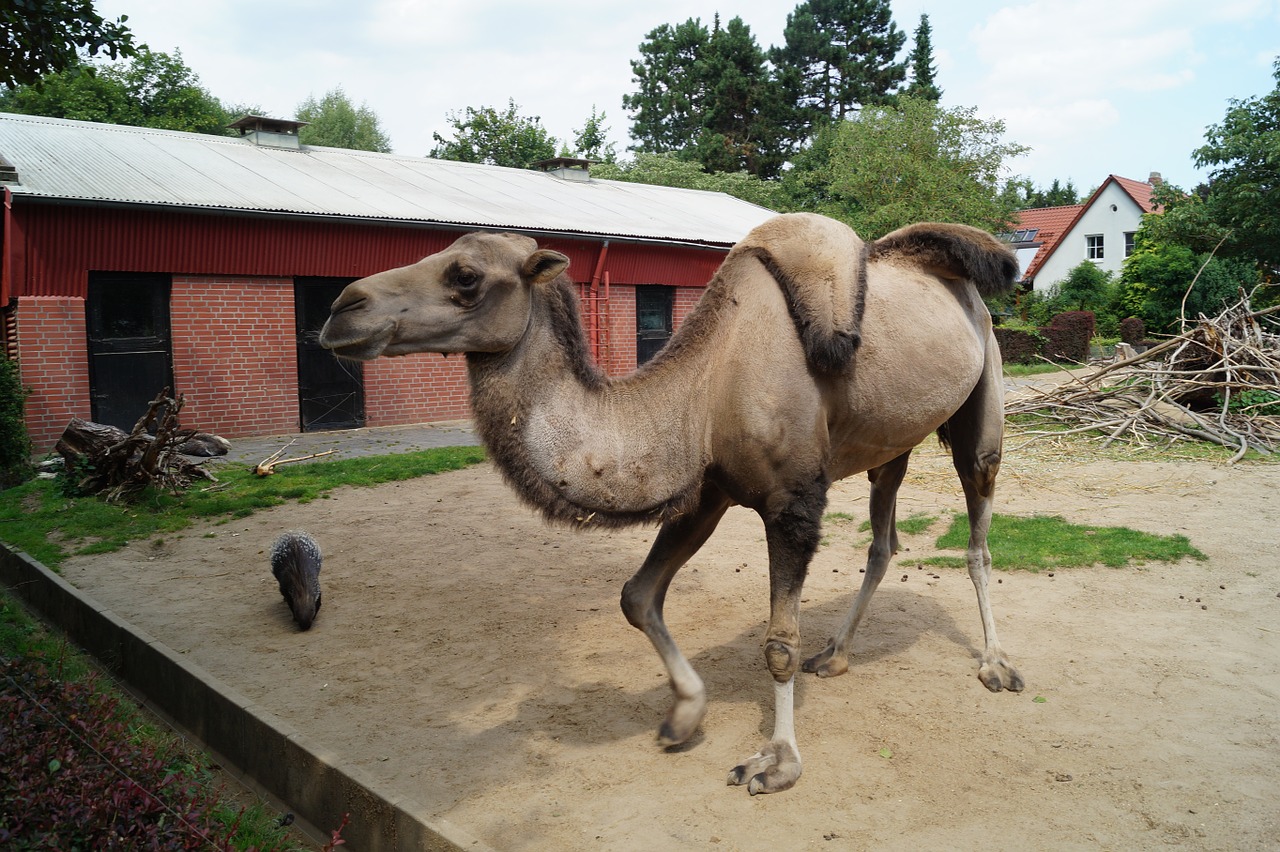 camel zoo braunschweig free photo