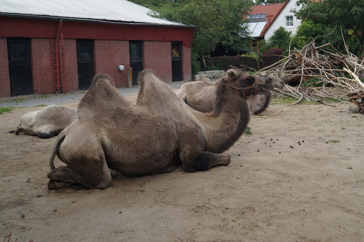camel zoo braunschweig free photo