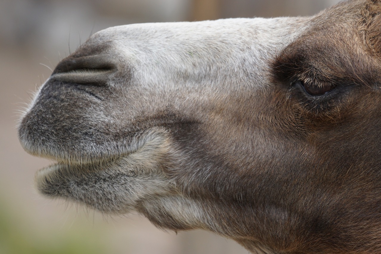 camel desert ship portrait free photo