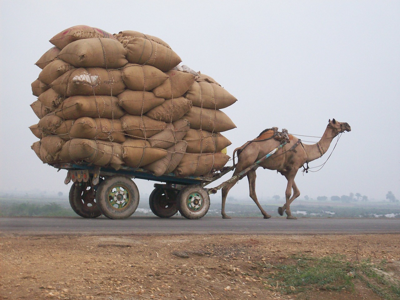 Camel,cart,logistics,transport,transportation - free image from needpix.com