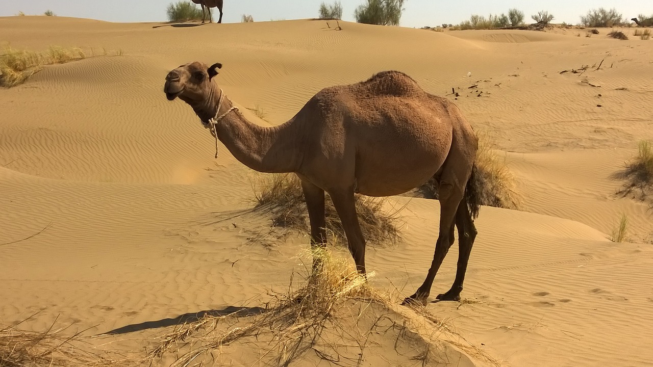 camel turkmenistan desert animals free photo